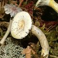  CLITOCYBE