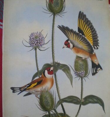 Ambiance "LIVRE D'OISEAUX de john Gould"
