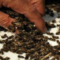 Des millions d’abeilles sont tombées raides mortes, après la plantation d’un champ de maïs OGM 