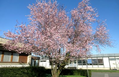 Voir la vie en rose et autres joyeusetés rennaises de début mars 2025