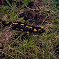 Salamandre tachetée (Salamandra salamandra).