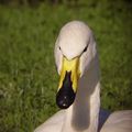 cygne chanteur