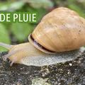 Le temps des fleurs - Petite pluie de printemps