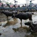 Voyage en Sulawesi - visite des marchés alimentaires et à bestiaux de Rantepao