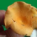 Ce clitocybe est souvent confondu avec la Girolle...