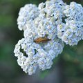 Vacances #5 : Entre Ardèche et Haute-Loire