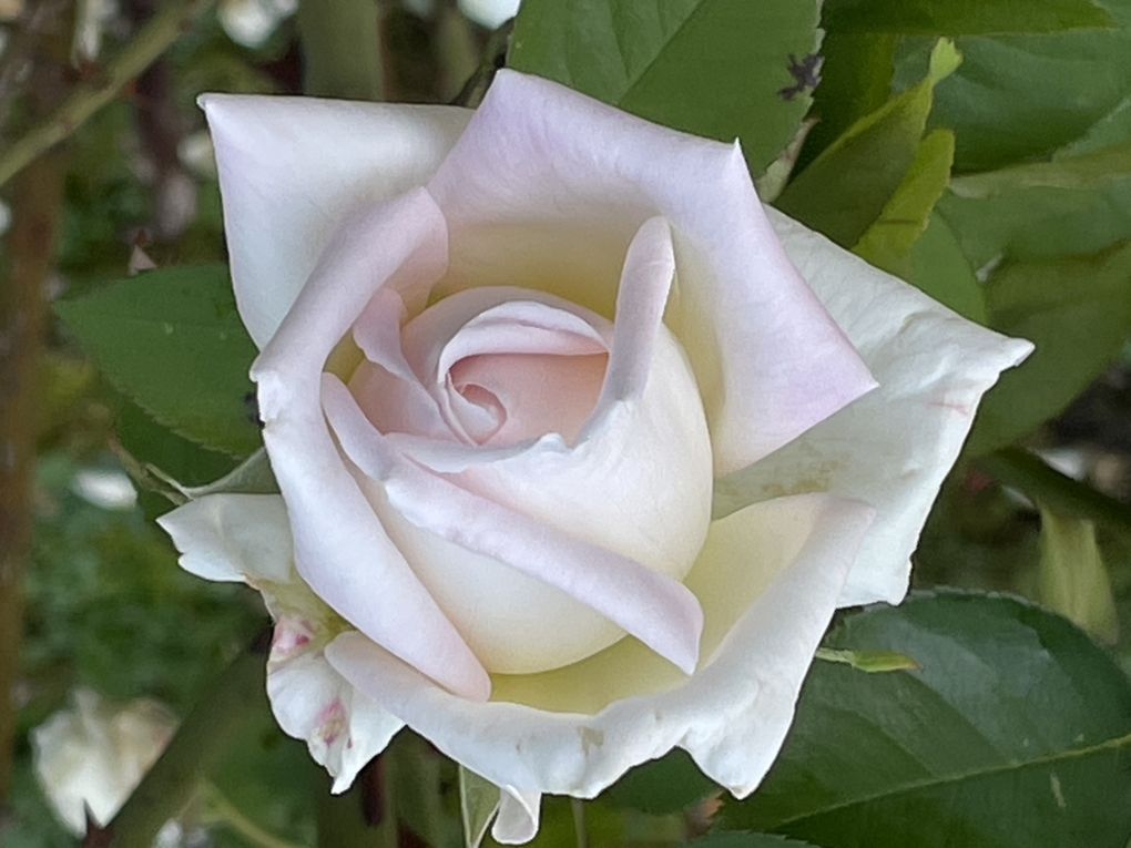 Mardi 04 novembre 2025: mes photos datent d'hier, les oiseaux avant la tonte , Dernière tonte , les fleurs bravent novembre, pause et silence contemplatif , les nuages pardessus le toit de ma cabane de jardin , mon diapo s'en suit ...