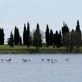 Petite Camargue (5)