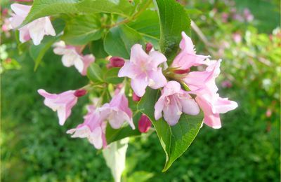 Mes fleurs du dimanche