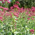 La valériane une plante tout-terrain qui résiste à la sécheresse 