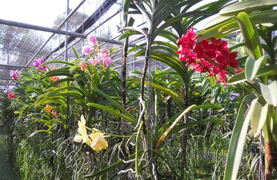 La ferme des Orchidées