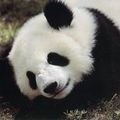 Le grand panda