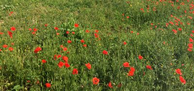 Nous voulons des coquelicots