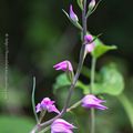 Orchidées 2019: Cephalanthera rubra