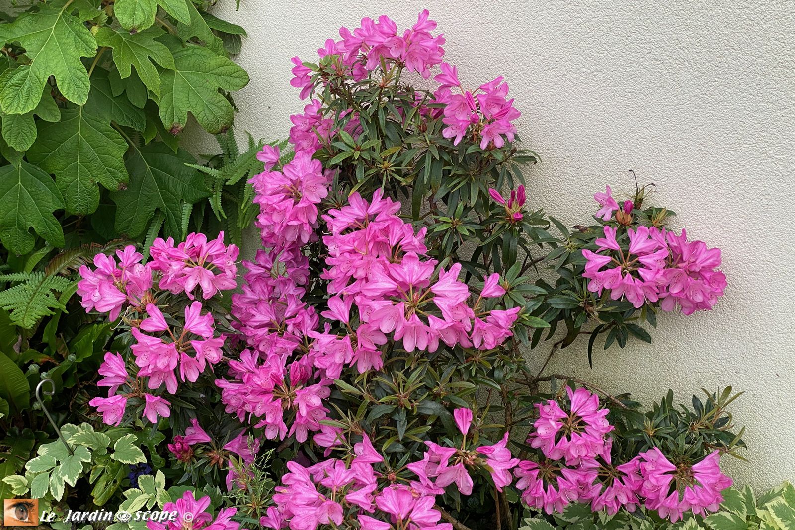 Rhododendron Ponticum Graziella
