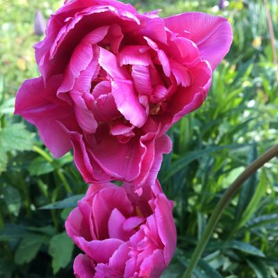 L'angoisse de la BAL