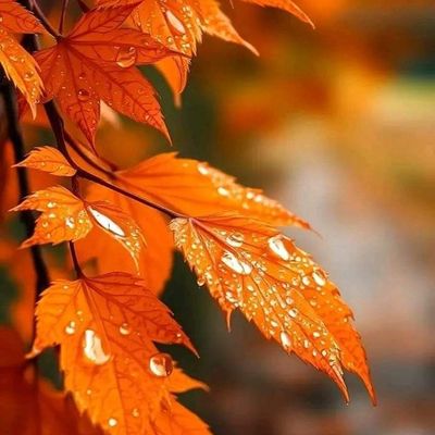 Echange d'Atc Feuilles d'Automne🍁🍂