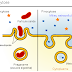 La différence entre phagocytose et endocytose 