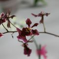 Orchidées à la dernière réunion