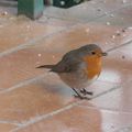 Rouge-gorge et mésange affamés ce froid week-end d'avant Noël