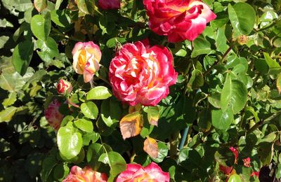 LE BOUQUET DU VENDREDI.