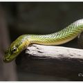Serpent ratier des mangroves