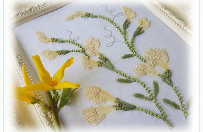 Fleurs de Genêt