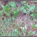 Monarde couchée par la pluie.....