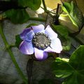 COLLIER ANEMONE