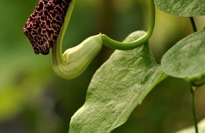 Aristolochia species