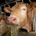 oh la vache !un peu d'herbe ça fait du bien