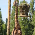 PARC ANIMALIER DE THOIRY : A vue de girafe, le monde se porte bien