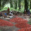 Vente de L'Huile de palme rouge du Bénin
