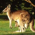 Un kangourou sème le trouble dans une famille