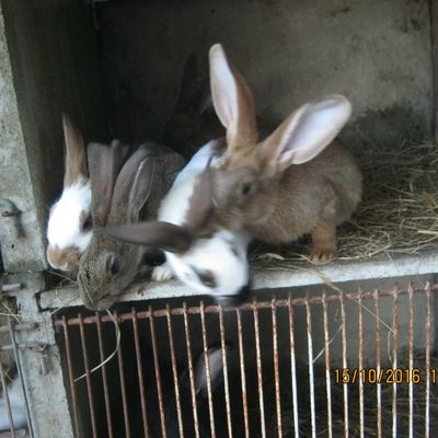 tit chat et ses frères et soeurs