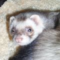 Sarko mon furet !