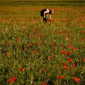 Let Us Run In The Poppies (One By One)