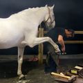 Le cheval blanc par bongopinot 