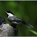 Sourire de mésange américaine 