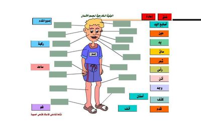 البنية الخارجية لجسم الانسان