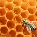 Les abeilles victimes des téléphones portables?