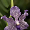 Vanda Mimi Palmer x Vanda coerulea