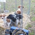 6 - CHIOTS ET CHIENS A LA VENTE