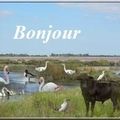 Sur terre ou au fil de l'eau....... la Camargue !