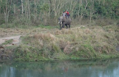 Le parc national de Chitwan.