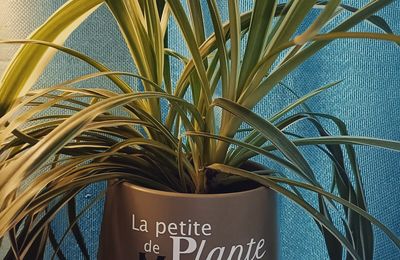 Pot décorer plante Morgan