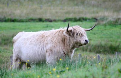 Voyage en Écosse » Les animaux des Highlands