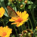 Papillons en Macro 