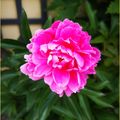 Un tour au jardin