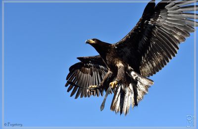 Au Bal des Oiseaux Fantômes